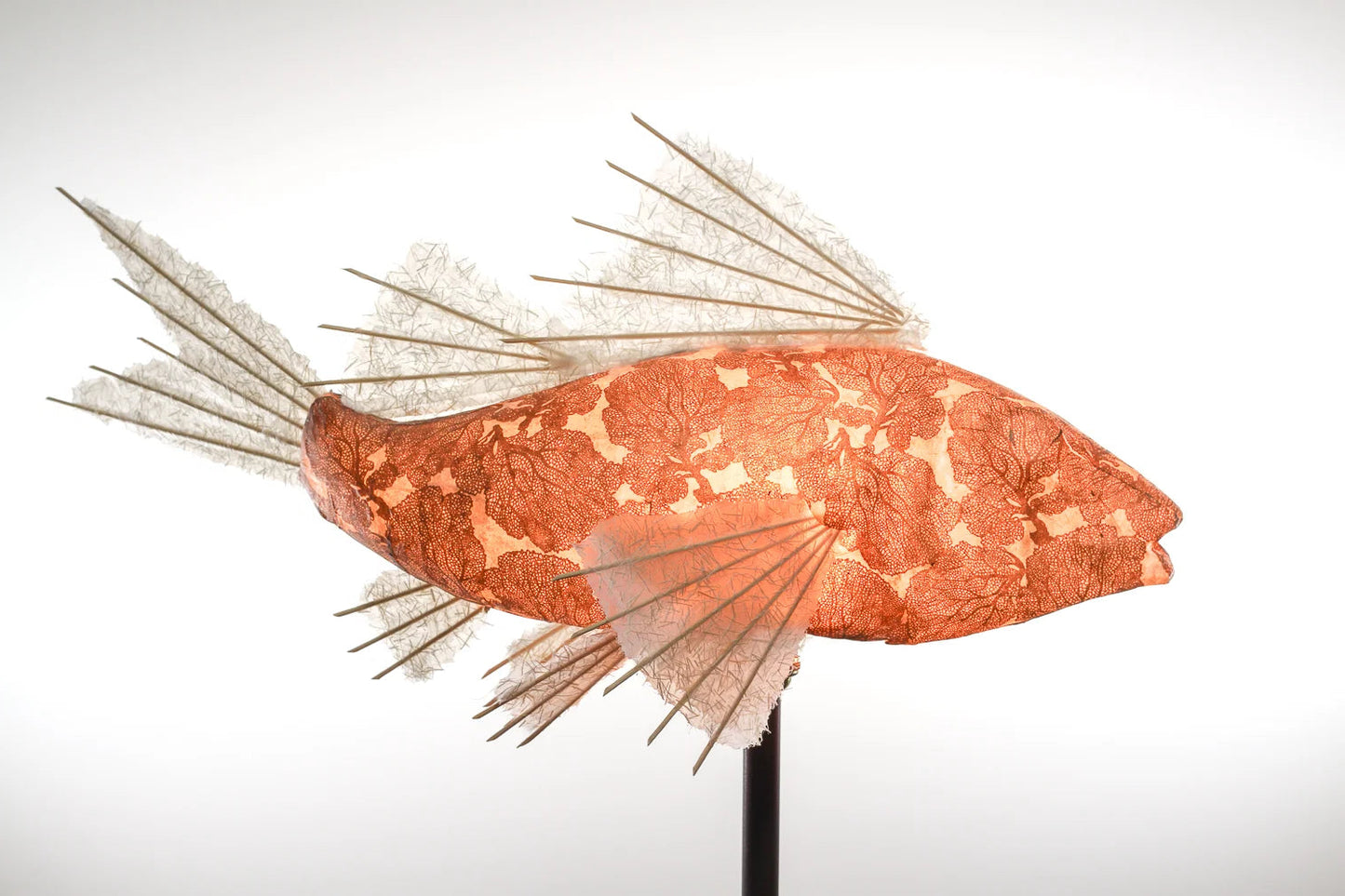 Copper Coral