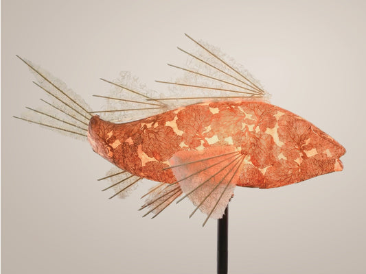 Copper Coral