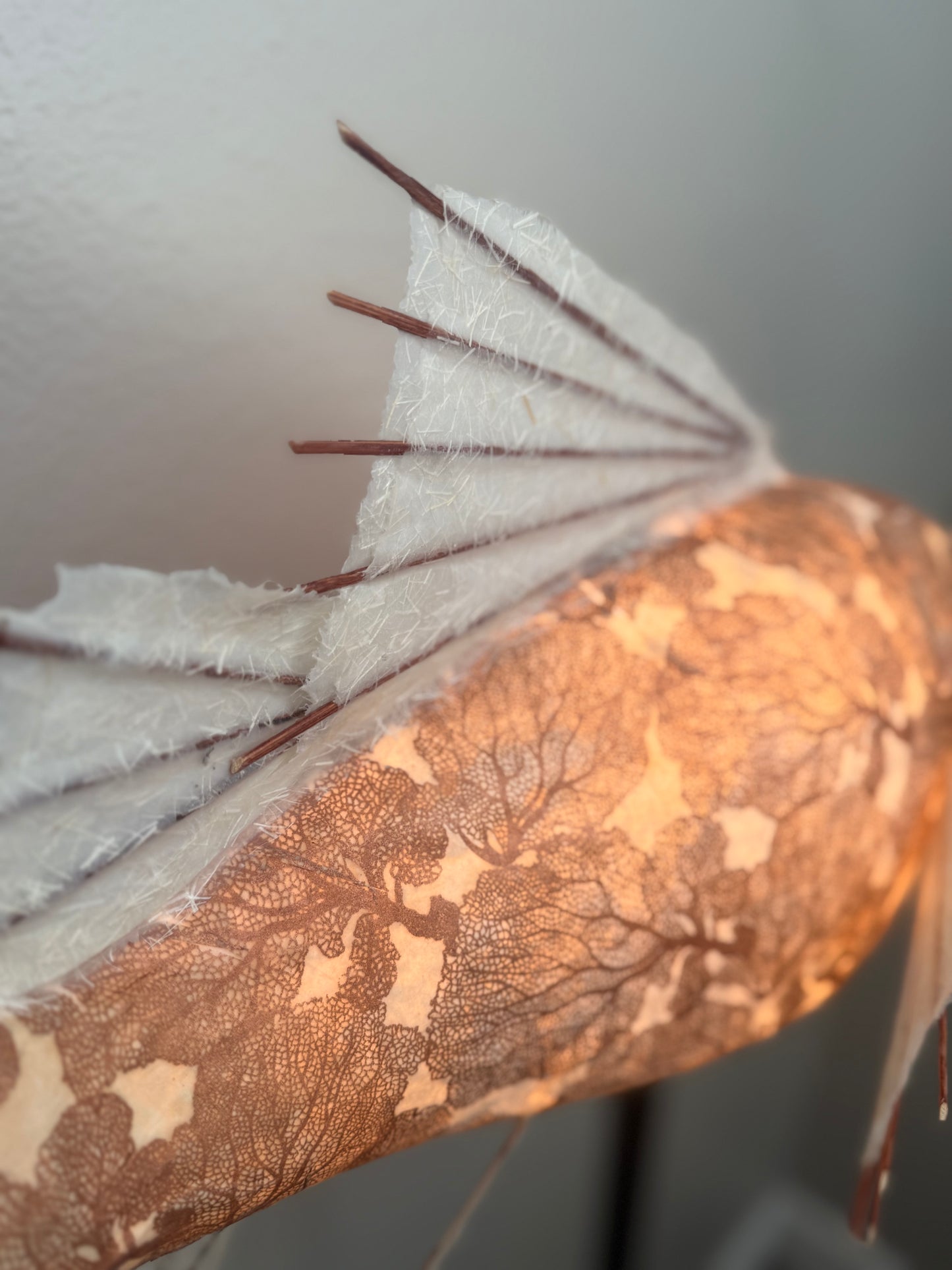 Copper Coral
